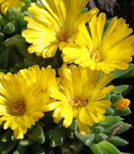 Delosperma congestum yellow